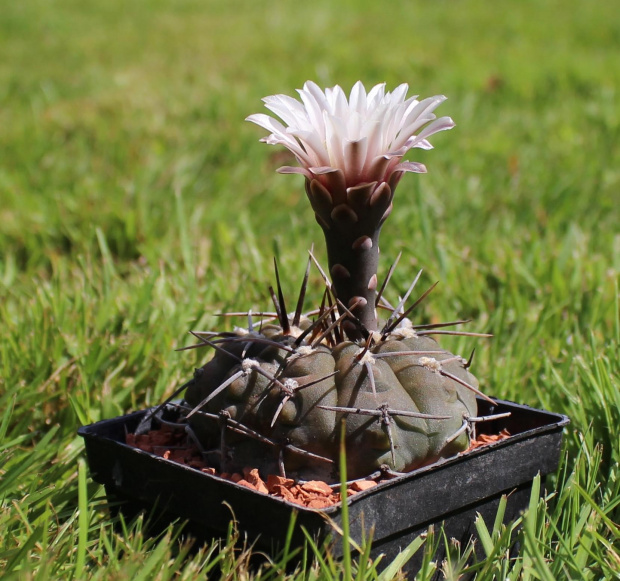 Gymnocalycium asterium