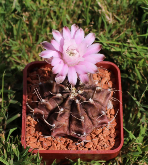 Gymnocalycium mihanovichii var. piraretaense