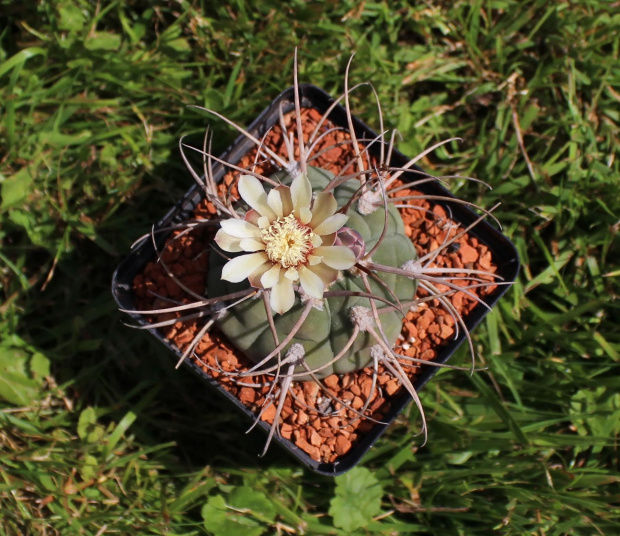 Gymnocalycium bayrianum