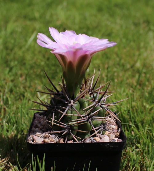 Gymnocalycium horridispinum