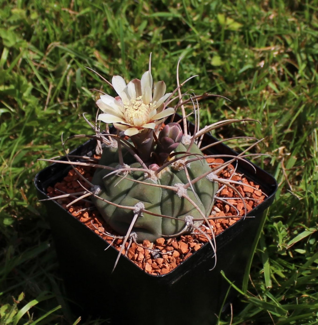 Gymnocalycium bayrianum