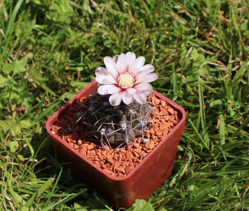 Gymnocalycium ochoterenae v. cinereum LB 389