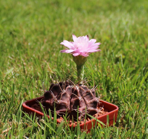 Gymnocalycium mihanovichii var. piraretaense