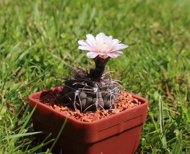 Gymnocalycium ochoterenae v. cinereum LB 389