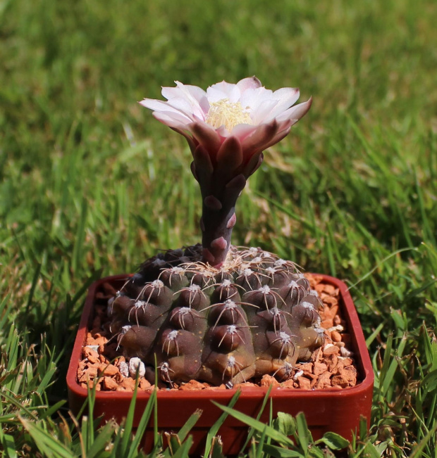 Gymnocalycium quehlianum v. albispinum WR 103a