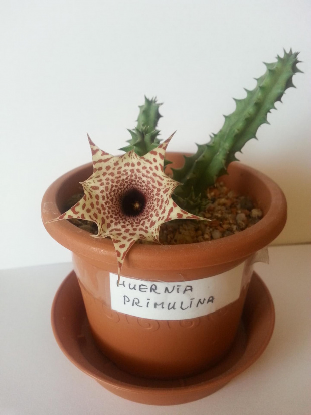 huernia hislopii