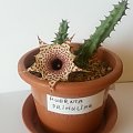 huernia hislopii