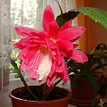 Epiphyllum hybr.