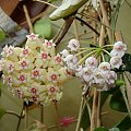 Hoya sp. Unknown NRT 1 & rotundiflora