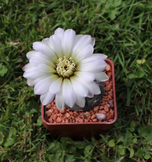 Gymnocalycium schroederianum v. paucicostatum