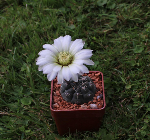 Gymnocalycium schroederianum v. paucicostatum