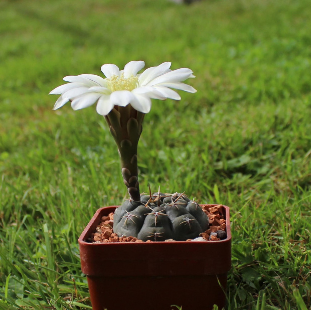 Gymnocalycium schroederianum v. paucicostatum