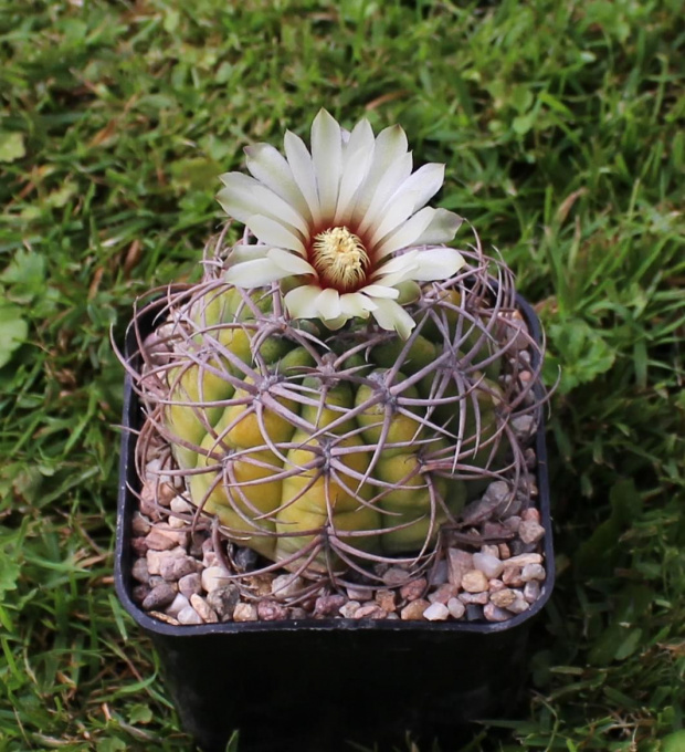 Gymnocalycium spec.