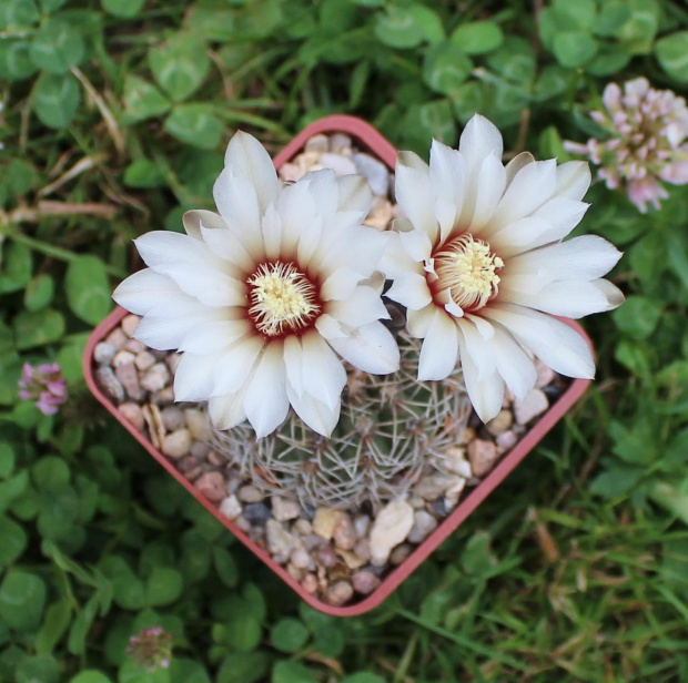 Gymnocalycium stellatum JO 871.01