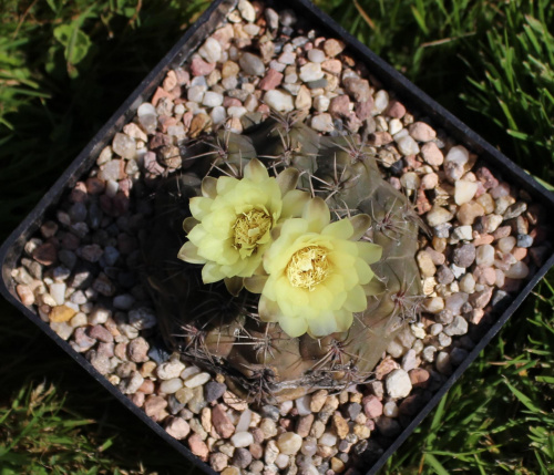 Gymnocalycium spec.