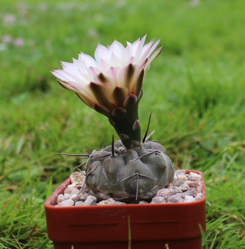 Gymnocalycium chubutense JPR 68/154