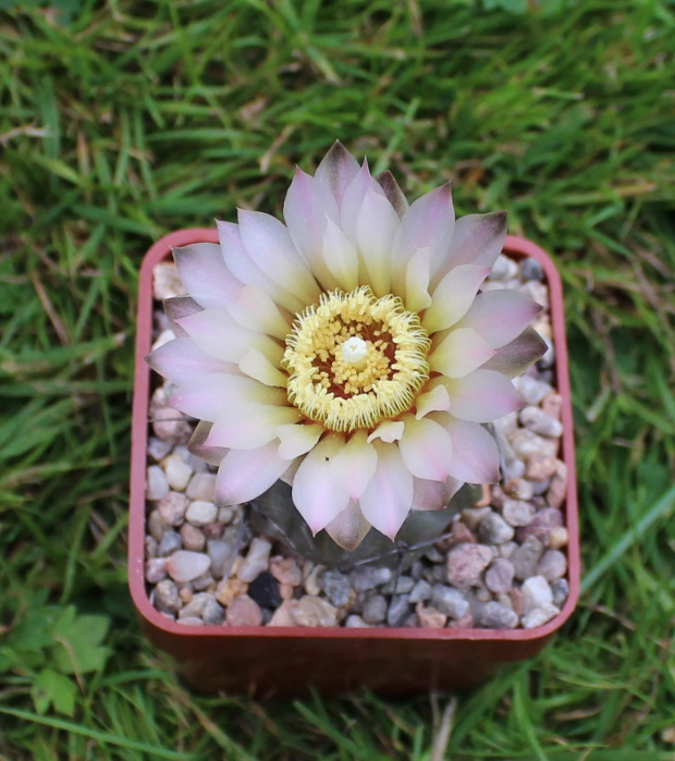 Gymnocalycium chubutense JPR 68/154