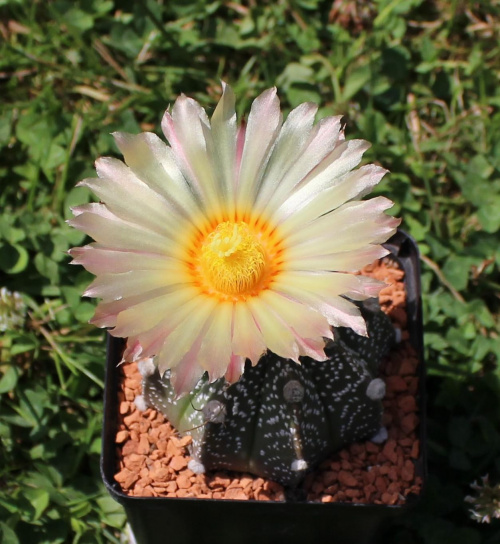 Astrophytum hybr.