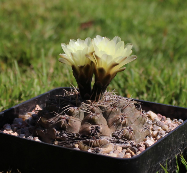 Gymnocalycium spec.