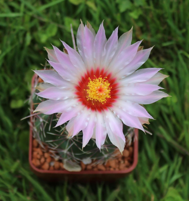 Thelocactus bicolor SB 424