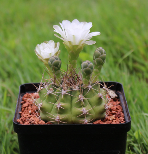 Gymnocalycium damsii