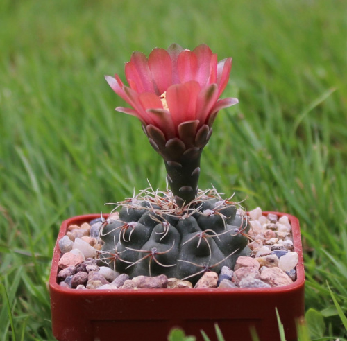 Gymnocalycium x heidiae GN 925-3028