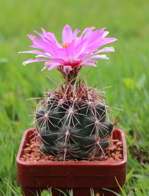 Thelocactus bicolor, Wagneri Paila