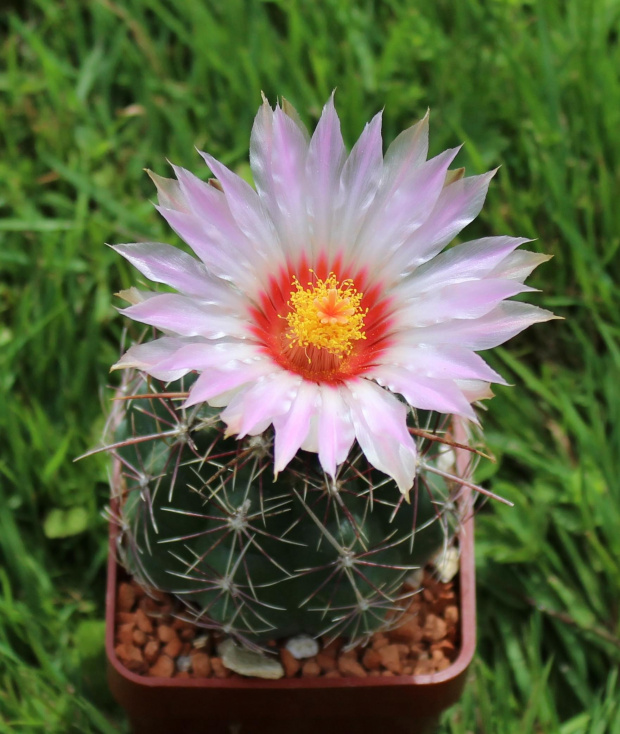 Thelocactus bicolor SB 424