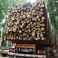 transport drewna