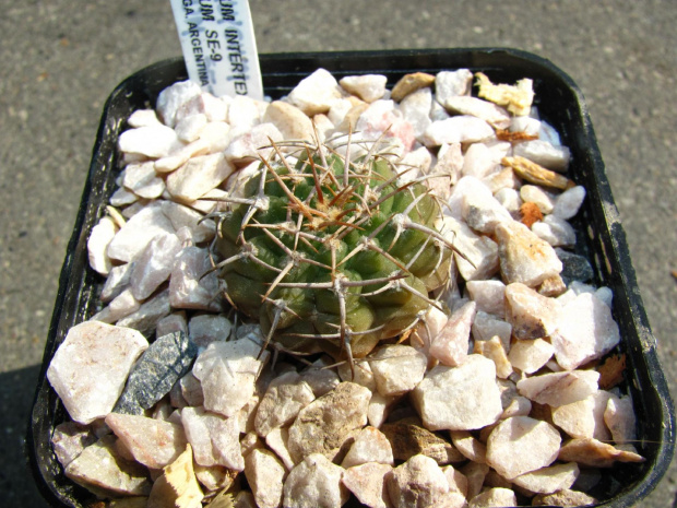 Gymnocalycium intertextum v. moserianum SE 9