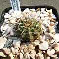 Gymnocalycium intertextum v. moserianum SE 9