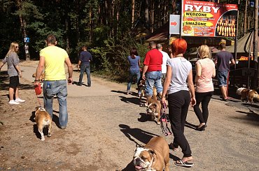 zlot buldogów angielskich. Fioletowe forum buldog-angielski.org.pl #BuldogAngielski #buldogi #FioletoweForum #zlot #Zlot2013