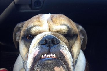 zlot buldogów angielskich. Fioletowe forum buldog-angielski.org.pl #BuldogAngielski #buldogi #FioletoweForum #zlot #Zlot2013