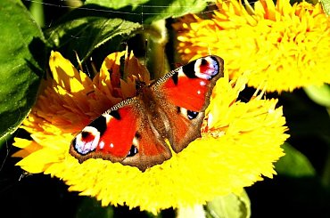 #motyl #kwiat #słoncznik #natura #przyroda