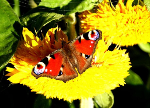 #motyl #kwiat #słoncznik #natura #przyroda