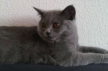 #Abby #brytyjczyk #brytyjski #kot #kotek #misiek