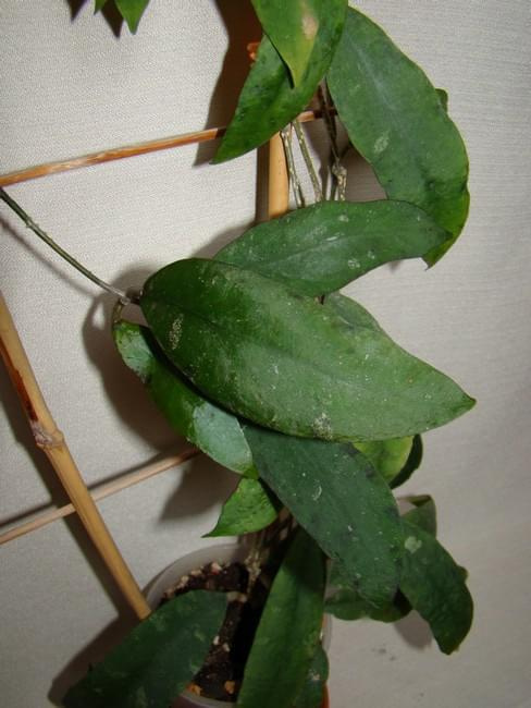 Hoya padangensis