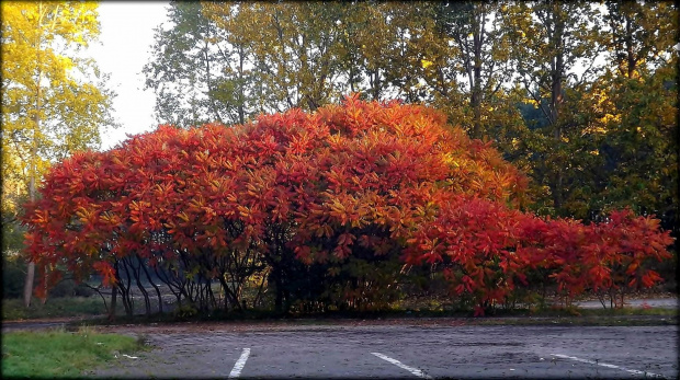 kolorowa jesień #jesien #kolory