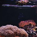 reef tank