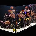 reef tank