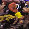 reef tank