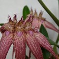 Bulbophyllum Elizabeth Ann Buckelberry