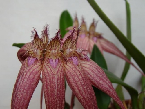 Bulbophyllum Elizabeth Ann Buckelberry