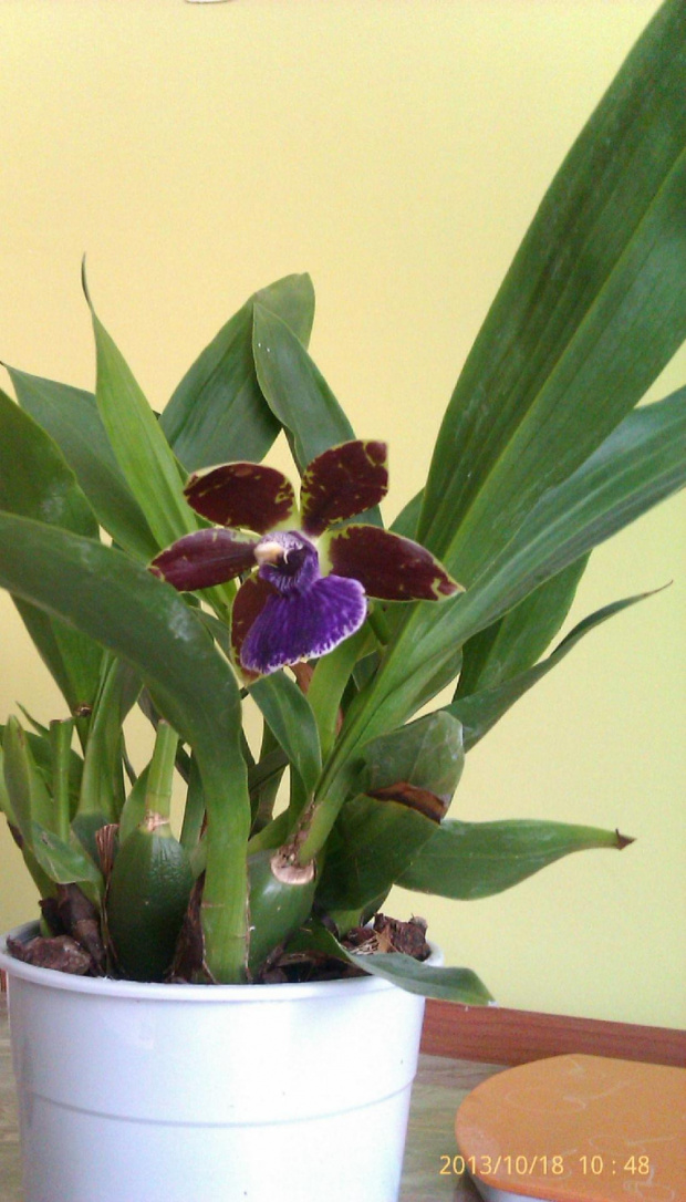 miltonia 20.10.2013r. #miltonia