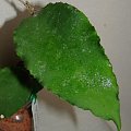 Hoya caudata Green Leaf