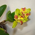 Blc hybryda