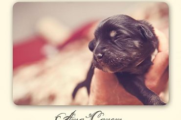 #PON #PolskiOwczarekNizinny #AmaCanem #szczeniaki