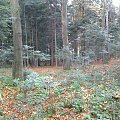 Mój pobyt w Iwoniczu Zdroju 2013 10 20 do 2013 11 13 #IwoniczZdrój