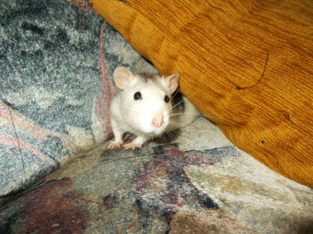 Kida