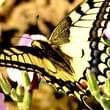 Motylek #przyroda